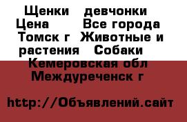 Щенки - девчонки › Цена ­ 2 - Все города, Томск г. Животные и растения » Собаки   . Кемеровская обл.,Междуреченск г.